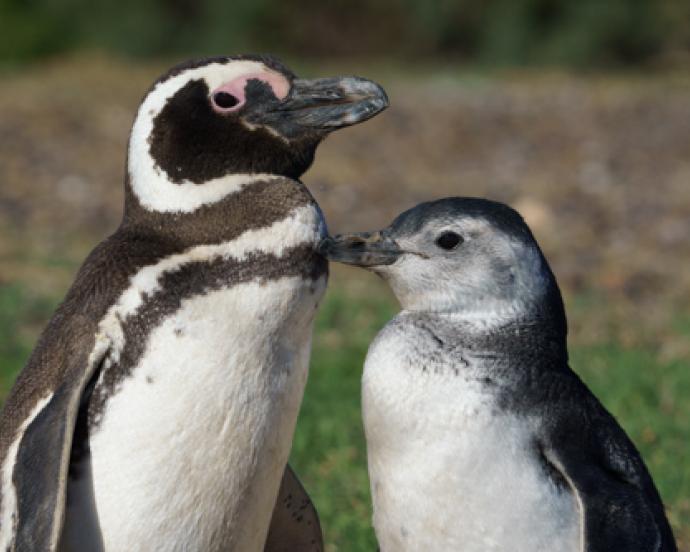 Southern Argentina Part I